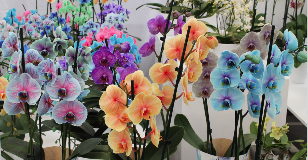 Крашеные орхидеи, розовые, голубые